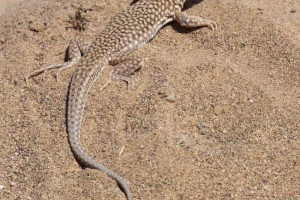 Mongolski bujljivac - reptil s bojama tigra Mongolski bujljivac - reptil s bojama tigra